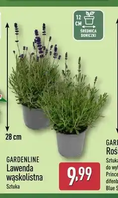 ALDI Lawenda wąskolistna Gardenline oferta