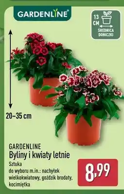 ALDI Byliny i kwiaty letnie Gardenline oferta