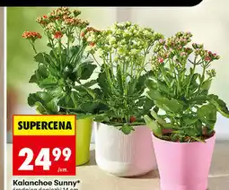 Biedronka Kalanchoe Sunny oferta