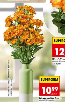 Biedronka Margaretka, 5 szt oferta
