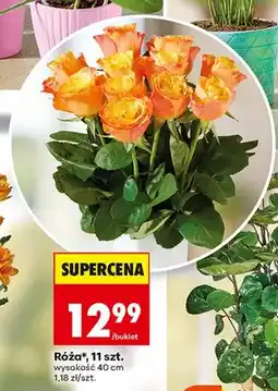 Biedronka Róża 11-pak oferta