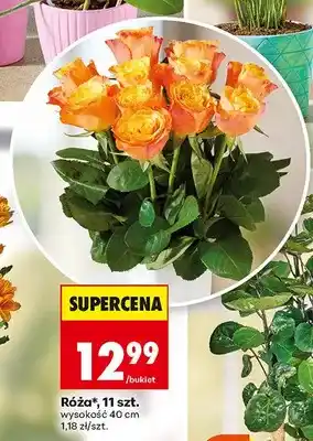 Biedronka Róża 11-pak oferta