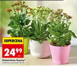 Biedronka Kalanchoe Sunny* oferta