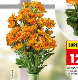 Biedronka Róża* oferta