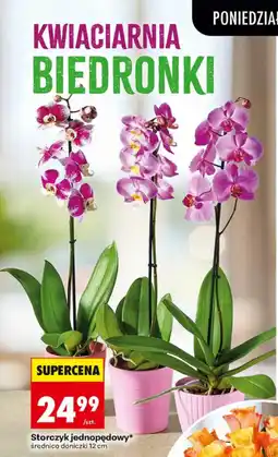 Biedronka Storczyk jednopędowy* oferta