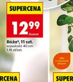 Biedronka Róża* oferta