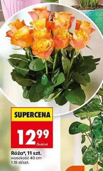Biedronka Róża 11 szt oferta