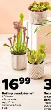 Netto Rośliny owadożerne (Dionaea / Sarracenia) oferta