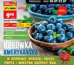 Biedronka Borówka amerykańska Biedronka oferta