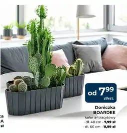 Mrówka Doniczka BOARDEE oferta