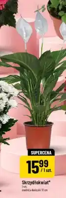 Polomarket Skrzydłokwiat oferta
