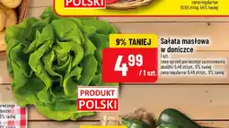 Polomarket Sałata masłowa w doniczce polska oferta