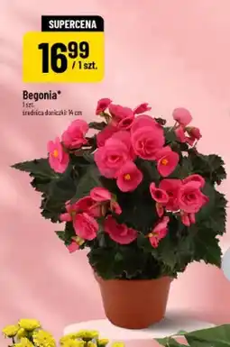 Polomarket Begonia oferta
