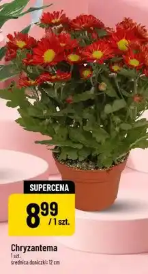 Polomarket Chryzantema oferta