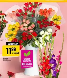 Polomarket Róże oferta