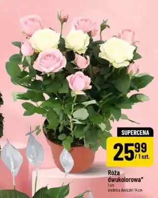 Polomarket Róża dwukolorowa oferta