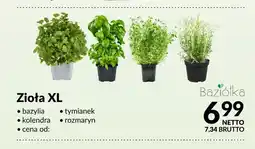 Makro Bazylia świeża XL Baziółka oferta