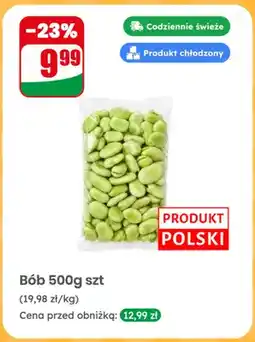 Dino Bób polski oferta