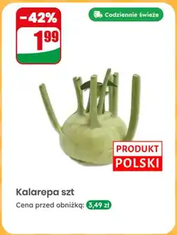Dino Kalarepa polska oferta