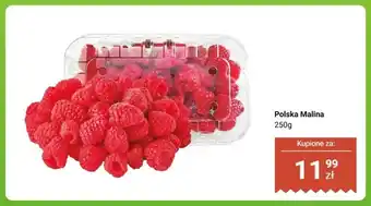Dino Malina polska oferta