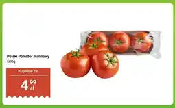 Dino Pomidor malinowy polski oferta