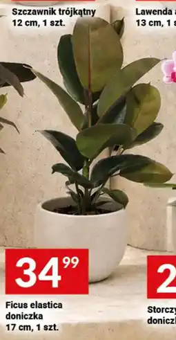 Twój Market Ficus elastica oferta