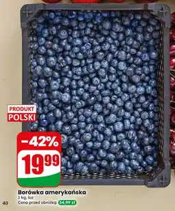 Dino Borówka amerykańska oferta