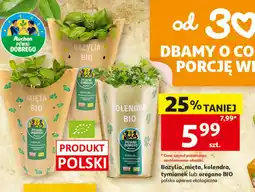 Auchan Mięta Pewni Dobrego oferta