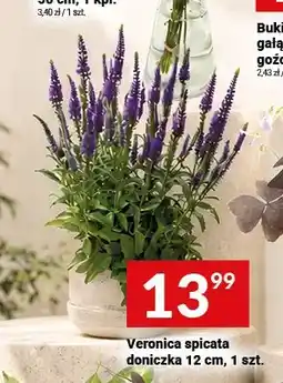 Twój Market Veronica spicata doniczka 12 cm oferta