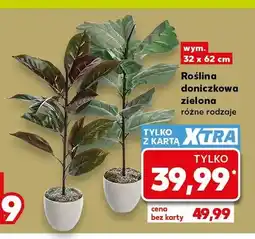 Kaufland Roślina doniczkowa zielona oferta