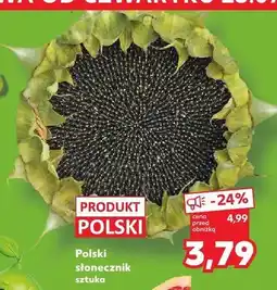 Kaufland Słonecznik polski oferta