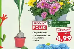 Kaufland Chryzantema średniokwiatowa oferta