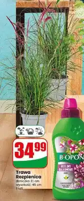 Dino Trawa Rozplenica oferta