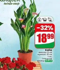 Dino Kalia doniczka 12 cm oferta