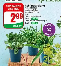 Dino Roślina zielona oferta