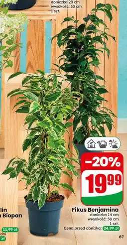Dino Fikus Benjamina oferta