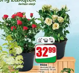 Dino Róża oferta