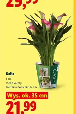 Lidl Kalia oferta