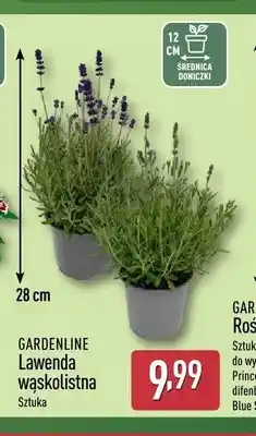 ALDI Lawenda wąskolistna Gardenline oferta