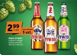 Groszek Piwo Żywiec oferta