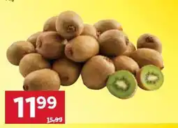 Stokrotka Kiwi oferta