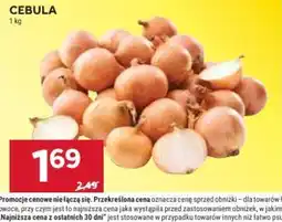 Stokrotka CEBULA oferta