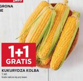 Stokrotka Kukurydza Kolba oferta