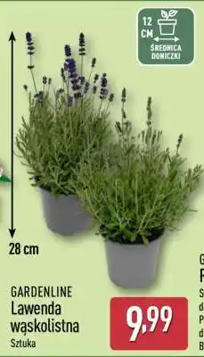 ALDI GARDENLINE oferta