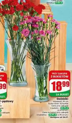 Dino Goździki oferta