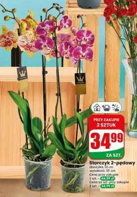 Dino Storczyk 2-pędowy oferta