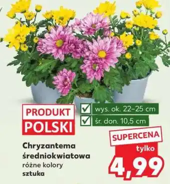 Kaufland Chryzantema średniokwiatowa oferta