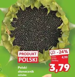 Kaufland Polski słonecznik sztuka oferta