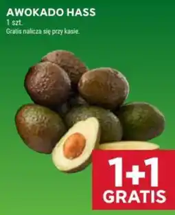 Stokrotka Awokado Hass oferta