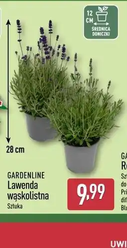 ALDI GARDENLINE Lawenda wąskolistna oferta